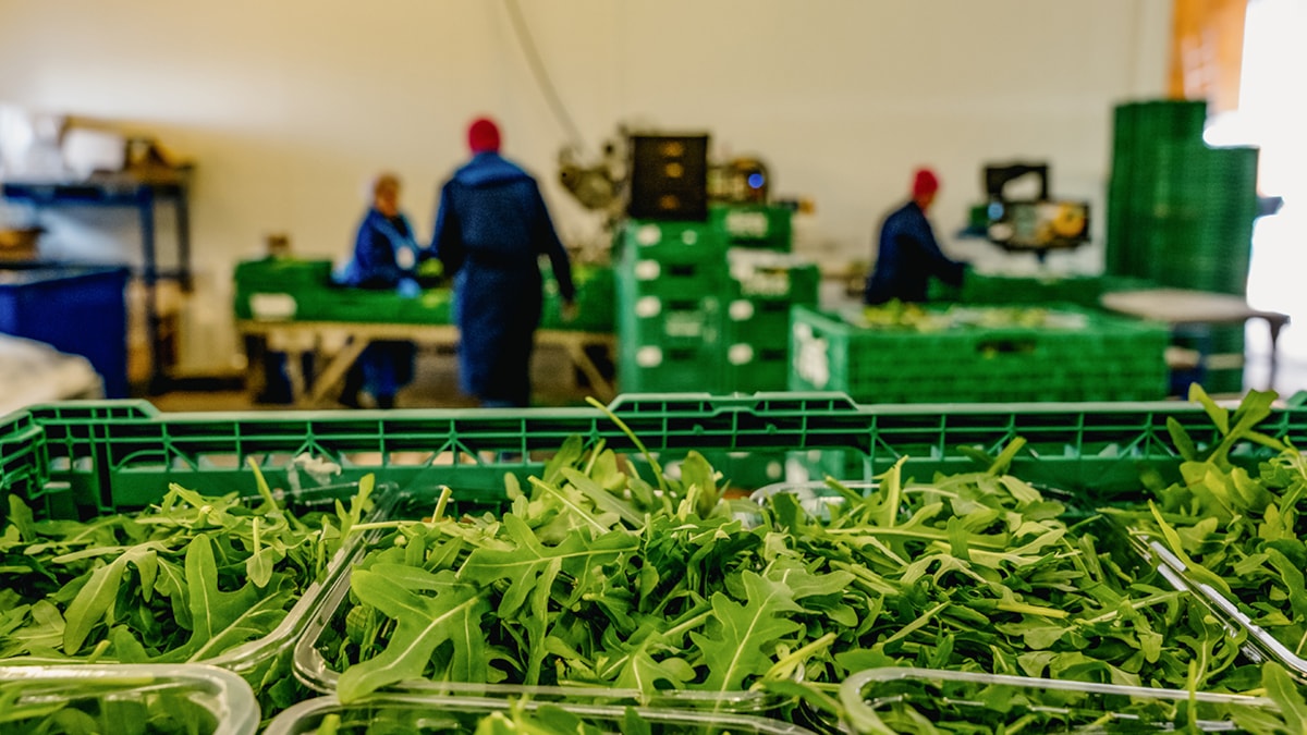 Nærbilde av rucola-salat