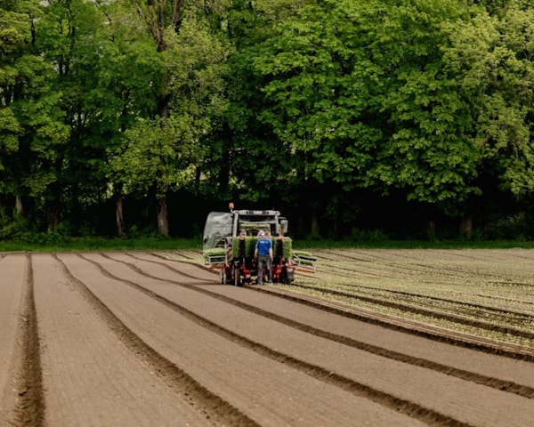 Utplanting på jorde.