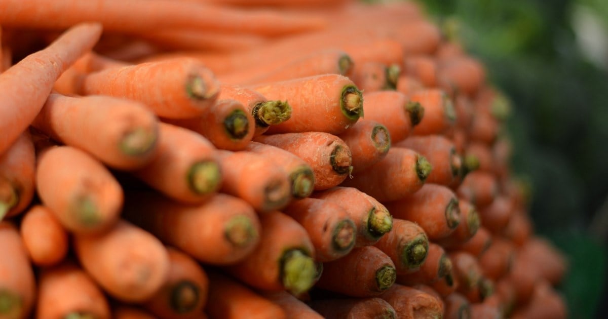 Nærbilde av gulrøtter