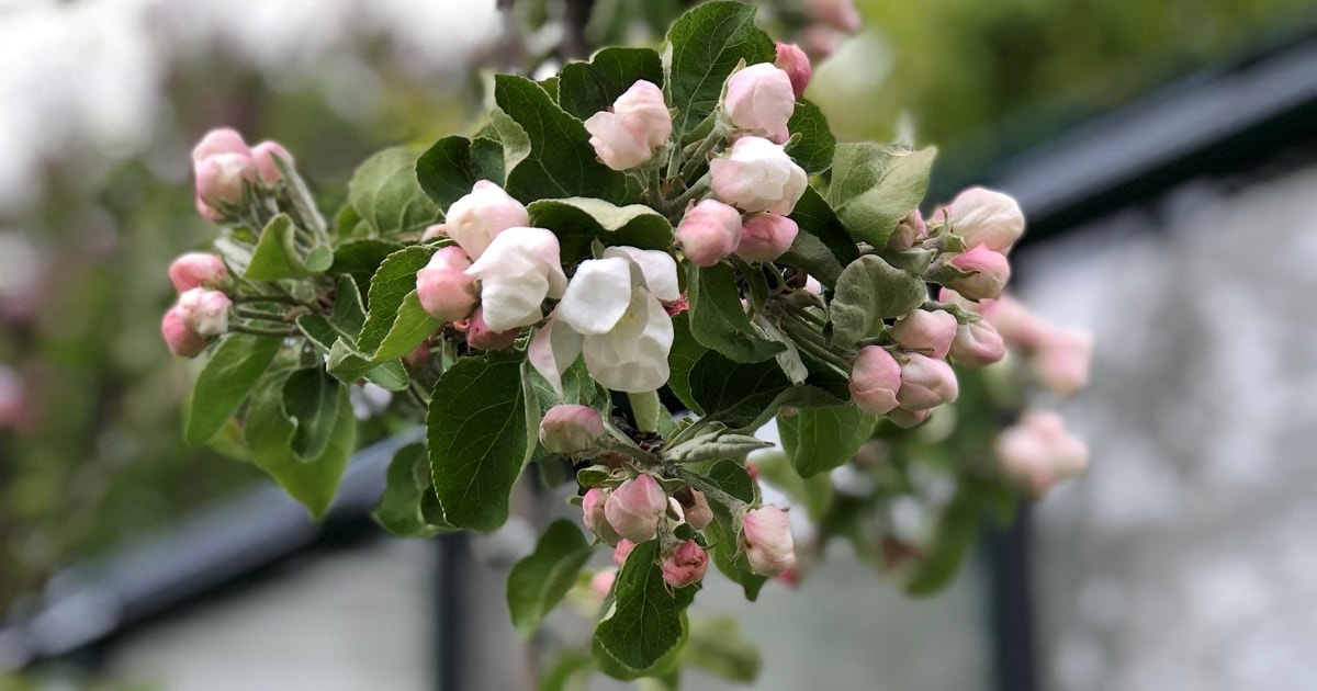 Epleblomst, nærbilde
