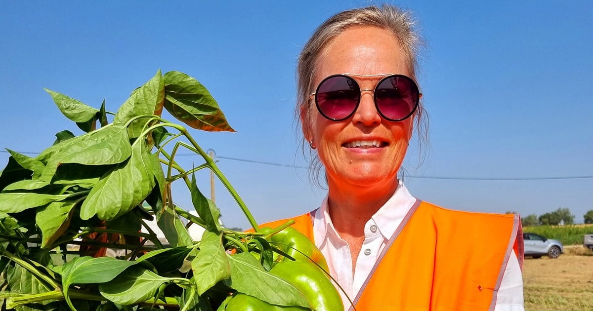 Janne Stenehjem, daglig leder i Norrek, viser frem grønn paprika fersk fra åkeren.