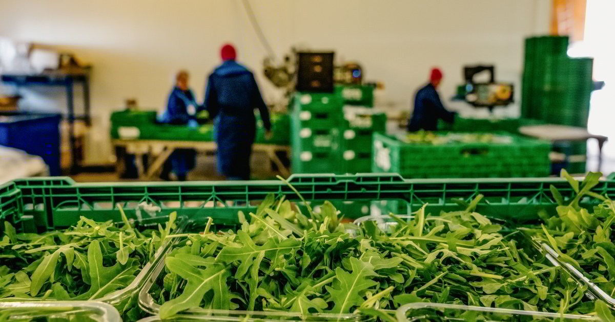 Nærbilde av ruccolasalat på et salatpakkeri.