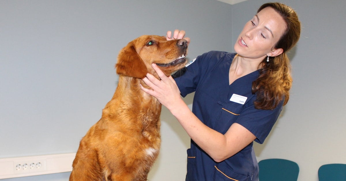 Veterinær sammen med en hund