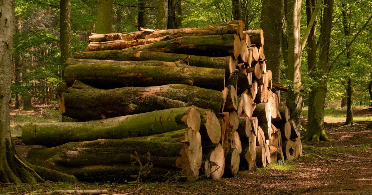 Tømmerstokker i skogen.